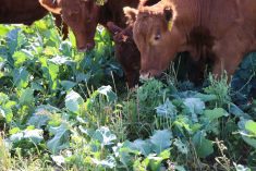 Cattle may not take to brassicas right away but that depends on the grazing system, stocking density and the amount of exposure.