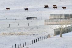 cattle in snow