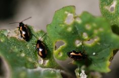 How do you manage resistant pests?