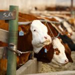 Klassen: Feeder market looks upward