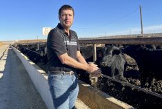 A lot of factors were at play, but the bottom line is that 2022 was a tough year for feeders, says Jacob Bueckert, chair of the Alberta Cattle Feeders Association. 