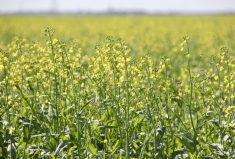 New version of grain contract guide available