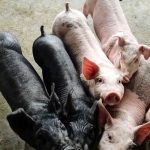 Piglets at a hog operation in China. (KuLouKu/iStock/Getty Images)