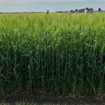 AB Cattlelac barley