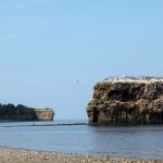 File photo of wild birds on Pokeshaw Rock in northeastern New Brunswick. (Bouillante/iStock/Getty Images)