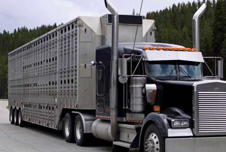 Assessing lameness in livestock for transport Alberta Farmer Express