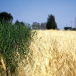 “The potential loss of [these products] as effective herbicides for kochia control is staggering because affected farmers will have limited control options remaining.” – Brian Jenks.