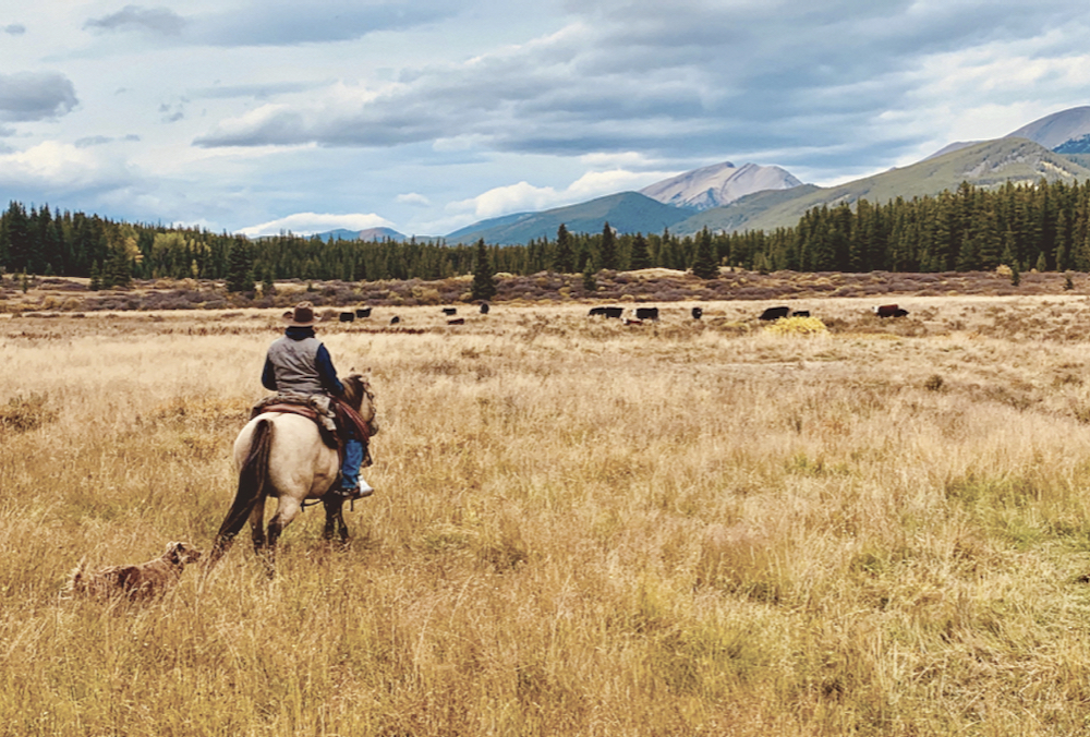 John Smith looks out at Cabin Ridge. Coal mines in the slopes and mountains above could not only ruin these critical grazing lands but impact all downstream users of water from the Eastern Slopes, a prospect that prompted Smith, wife Laura Laing and their ranching neighbours to fight for a permanent coal mining ban.