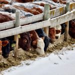 “Feedlot margins are expected to increase and, in combination with an improved demand for replacement cattle, feeder cattle prices are expected to strengthen over the summer 2023.” – Ann Boyda.