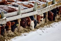 “Feedlot margins are expected to increase and, in combination with an improved demand for replacement cattle, feeder cattle prices are expected to strengthen over the summer 2023.” – Ann Boyda.