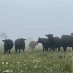 The Eastern Slopes are home to some of Alberta’s most famous and historic grazing lands. But there’s a particular type of grass that makes them so special.