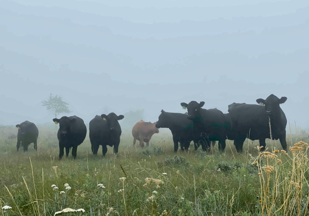 The Eastern Slopes are home to some of Alberta’s most famous and historic grazing lands. But there’s a particular type of grass that makes them so special.
