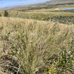 Fescue grasslands once spread out from the foothills to cover the Northern Great Plains, nourishing huge herds of bison as well as antelope, elk and bighorn sheep.