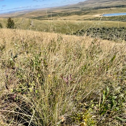 Fescue grasslands once spread out from the foothills to cover the Northern Great Plains, nourishing huge herds of bison as well as antelope, elk and bighorn sheep.
