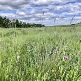 Today most fescue grasslands are gone — the Nature Conservancy of Canada calls them the most endangered ecosystem in the world. But there are still healthy pockets in Alberta.