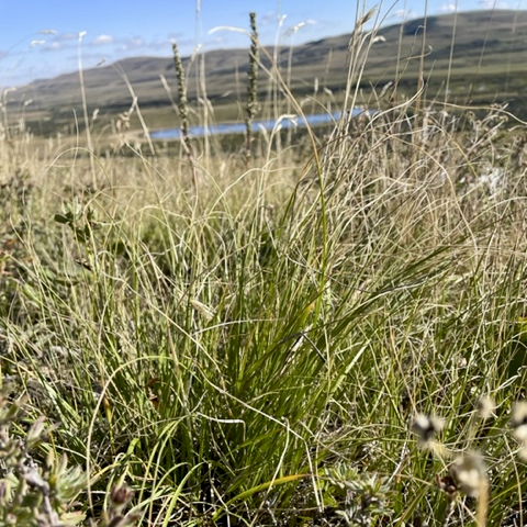 Rough fescue is Alberta’s provincial grass, and the province is the last place in North America where all three varieties — plains, foothills and northern — still grow.