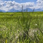 The largest remaining swaths of plains rough fescue grasslands are in ecological reserves southeast of Calgary.