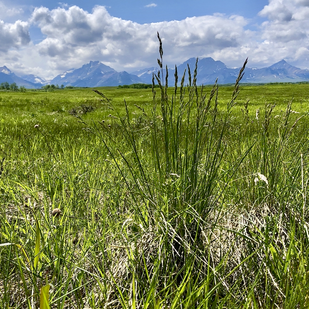 The largest remaining swaths of plains rough fescue grasslands are in ecological reserves southeast of Calgary.