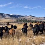 But while hardy, fescue doesn’t tolerate overgrazing well. But it has a trick — it’s actually less palatable in spring and summer and is most appealing from fall onwards.