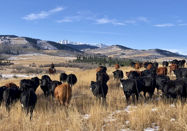 But while hardy, fescue doesn’t tolerate overgrazing well. But it has a trick — it’s actually less palatable in spring and summer and is most appealing from fall onwards.