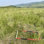 There are many organizations trying to save the remaining fescue grasslands, and some like the Prairie Conservation Forum and Multisar, offer free range assessments and help in maintaining these habitats.