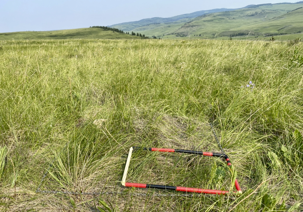 The rough fescue grasses of Alberta Alberta Farmer Express