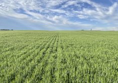 This field of CDC Go, pictured in mid-July, got off to a good start at Newman Farms. But strips seeded with a row spacing of 7.5 inches (on right) yielded 84.1 bushels an acre while strips with the 15-inch spaces yielded 81.8 bushels per acre.