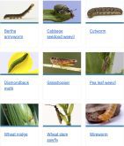 Based on surveys by agricultural fieldmen and applied research groups, Alberta Agriculture provides info on a number of key pests in the province.