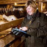 A female farmer in a cattle barn using a tablet