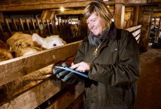 A female farmer in a cattle barn using a tablet