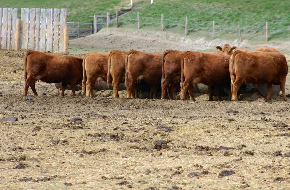 The cow-calf producer rarely sees grain overload except in accidental consumption circumstances or when cull animals are fed heavier to market.