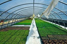 According to the last published greenhouse report, Alberta’s greenhouse industry feels threatened from rising energy costs.