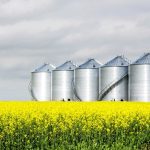De-registered canola varieties a ‘no-grow’
