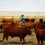 New training for feedlot workers
