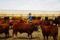 New training for feedlot workers