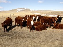 Heifer exodus a year ago means smaller calf crop coming