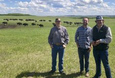 Wylee Squair (left) and Walker Balan (pictured with program supervisor Yuri Montanholi, centre) have been using drones, infrared cameras and walk-over weigh scales with bison as part of their studies in the agriculture technology degree program.
