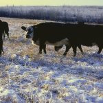 With the high prices and profitability in the cattle market right now, this may be your perfect time to sign up.