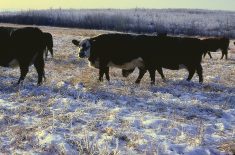 With the high prices and profitability in the cattle market right now, this may be your perfect time to sign up.