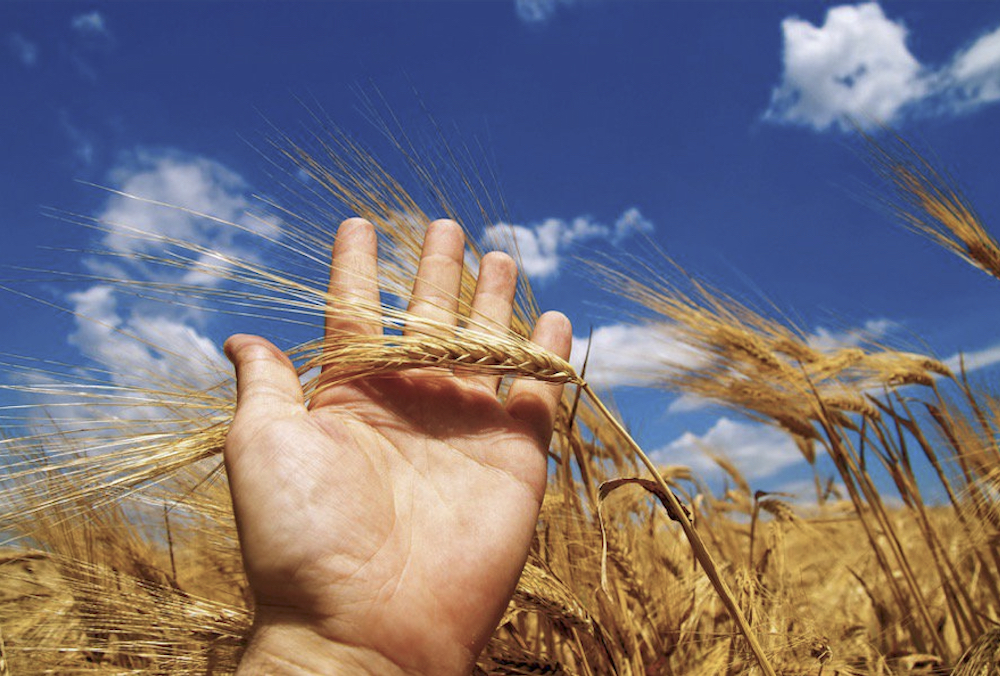 Always check to see if maltsters will accept a new variety before diving in head first.