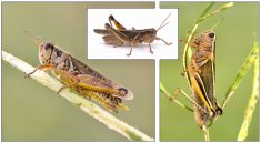 Experts aren’t sure why, but the Bruner’s spur-throated grasshopper (left) only makes an appearance in the Peace Country every odd-numbered year. However, Packard’s grasshopper (middle) and the two-stripe grasshopper can show up any old time.