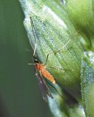 Survey on keeping wheat midge at bay