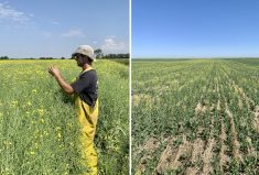 The difference between a dry year and one with timely moisture is dramatic in the brown soil zone. Joseph McKee’s 2020 crop (shown in late July) yielded 65 bushels an acre while the dry conditions last year (photo taken in early July) produced a 20-bushel-an-acre crop on his Lethbridge-area farm.