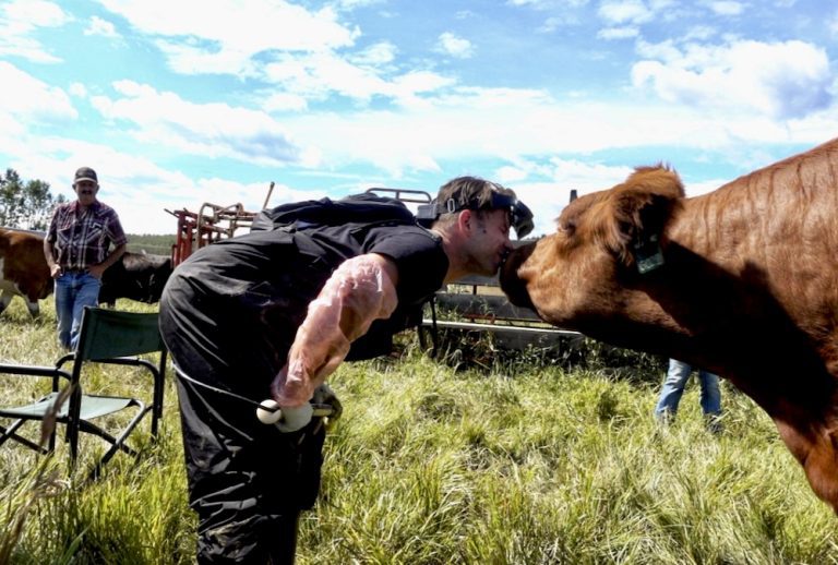 Feed cows at night, birth calves by day? It might work, but is it worth