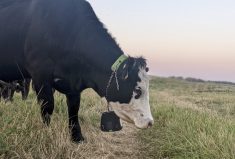 The tire tracks on the right are at the edge of the virtual fence. The Nofence collar chimes when an animal comes near the virtual fence and gives a small electrical shock if it crosses the GPS boundary.