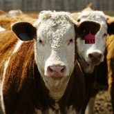 Farm Credit Canada forecasts cattle prices to strengthen