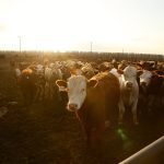 Feedlots a big economic engine for Alberta