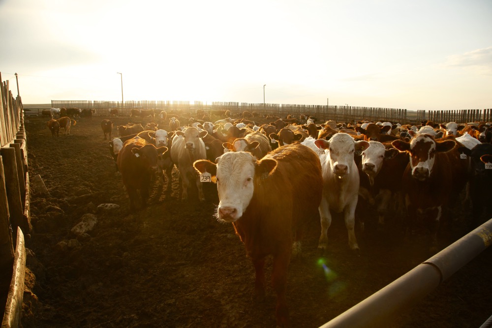 Feedlots a big economic engine for Alberta