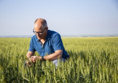 Greg Sears on his farm near Sexsmith. Sears is the Alberta Wheat Commission chair and a director for the interim board.