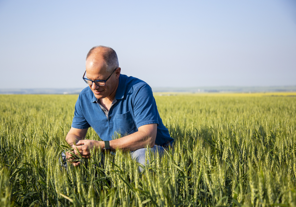 Greg Sears on his farm near Sexsmith. Sears is the Alberta Wheat Commission chair and a director for the interim board.